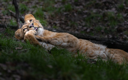 Lion cub lies in the grass and licks his paw.の写真素材