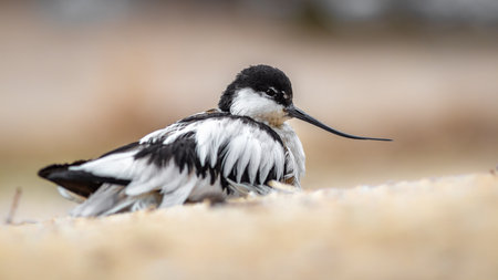 Pied Avocet (Recurvirostra avosetta)の写真素材