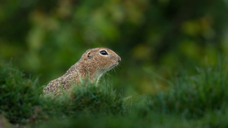 European ground squirrel, Spermophilus citellus, single mammal on grass, UK