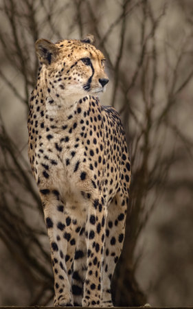 Cheetah (Acinonyx jubatus) in the wildの写真素材