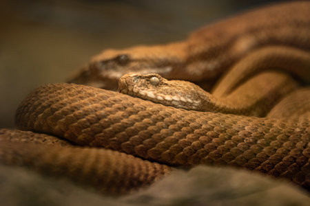 Close up of a ringed rattan snake in a natural setting