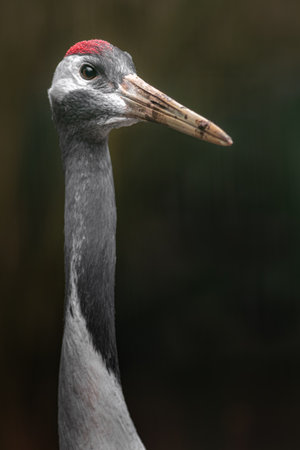 Close up of the head of a red-crowned craneの写真素材