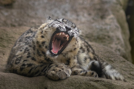 Snow leopard yawning on a rock with open mouth and sharp teeth