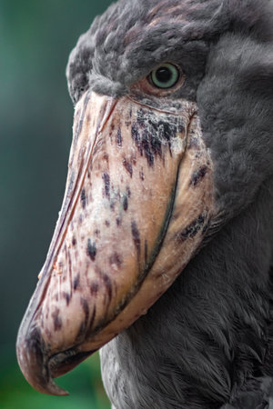 Shoebill - Balaeniceps rex - close upの写真素材