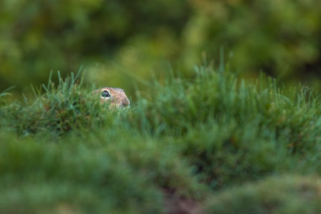 European ground squirrel (Spermophilus citellus) in its natural habitatの写真素材