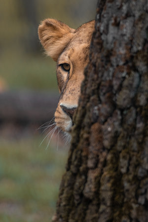 Lioness hiding behind a tree in the Kruger National Park, South Africa.の写真素材
