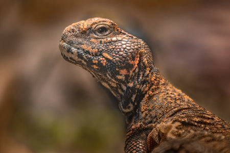 Close up portrait of a marine iguana, Galapagos Islands, Ecuadorの写真素材