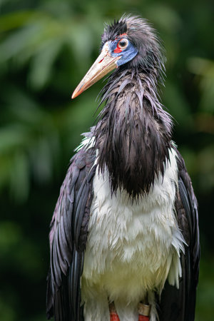 Marabou stork, Ciconia crumeniferaの写真素材