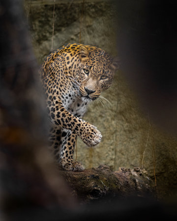 Leopard (Panthera pardus) in a zooの写真素材