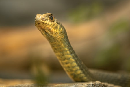 Close up of a cobra snake on a rock in the forest
