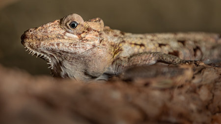 Close-up of a chameleon (Calotes versicolor)の写真素材