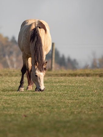 Horse grazing in a meadow on a cold winter day.の写真素材