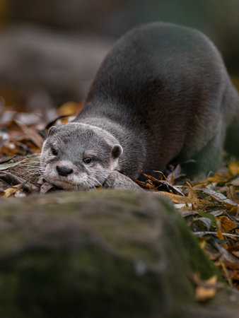 European small-clawed otter (Lutra lutra)の写真素材