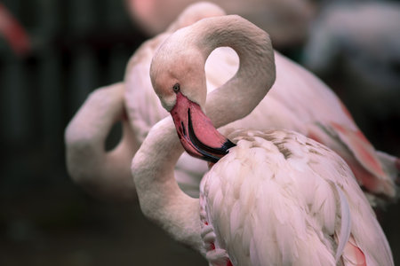 Pink flamingo in the zoo, close up of head and neckの写真素材
