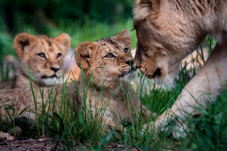Lion cubs playing in the grass in the Kruger National Park, South Africa.