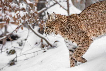 Lynx in the snowy forest. Wildlife scene from winter nature.の写真素材