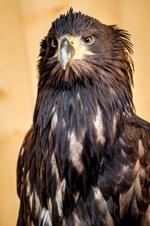 Portrait of a golden eagle (Aquila chrysaetos)の写真素材