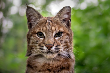 Portrait of Eurasian lynx (Lynx lynx)