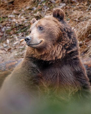 Close-up portrait of a brown bear (Ursus arctos)の写真素材