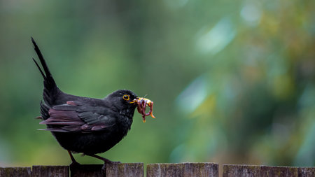Blackbird with a worm in its beak (Turdus merula)の写真素材