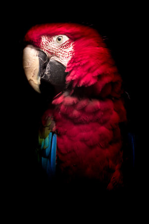 beautiful Scarlet macaw bird isolated on black background, close upの写真素材