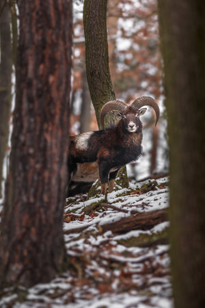 Mouflon in winter forest, Czech Republic. Wildlife scene from nature.の写真素材