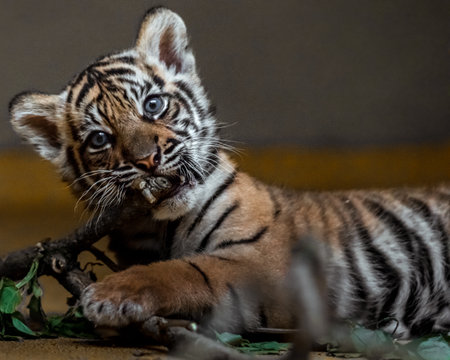 Close up of a tiger cub in captivity. Tiger cub in captivity.の写真素材