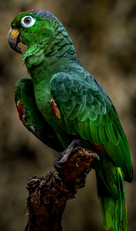 Portrait of a green parrot on a branch in the jungleの写真素材