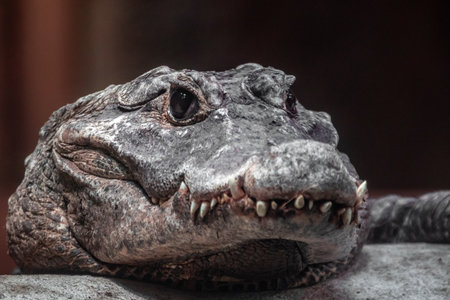 Closeup of a crocodile head with open mouth and sharp teethの写真素材