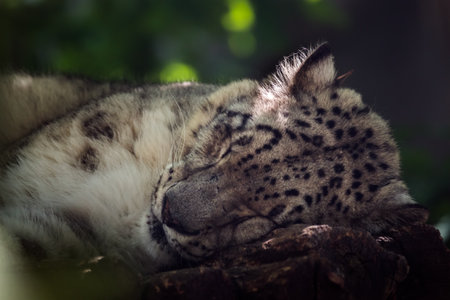 Snow leopard (Panthera uncia) sleeping on a logの写真素材