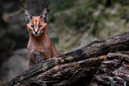 Caracal (Caracal caracal) on a branchの写真素材