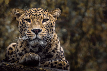Portrait of a leopard (Panthera pardus)の写真素材