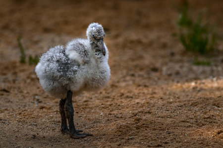 baby ostrich chick in the desert of Kenya, Africaの写真素材