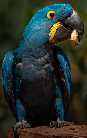 Portrait of a blue and yellow macaw on the perchの写真素材