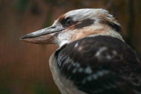 Australian kookaburra - Dacelo novaeguineae