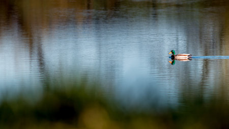 Duck swimming in the lake with reflection in water, nature seriesの写真素材