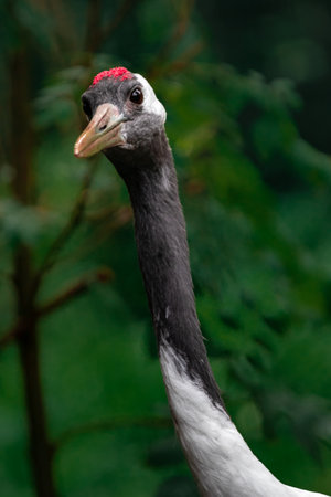 Portrait of a red-crowned crane (Grus grus)の写真素材