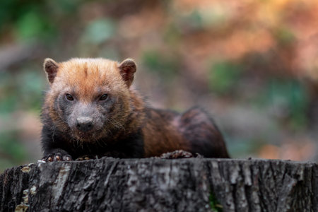 Portrait of a wolverine on a stump in the forest
