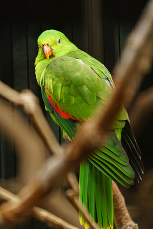 Parrot sitting on a branch in a cage. Green parrotの写真素材