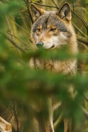 Portrait of a wolf in the forest, close-up.