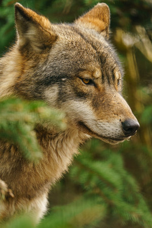 Wolf in the forest, close-up portrait of a wild animal