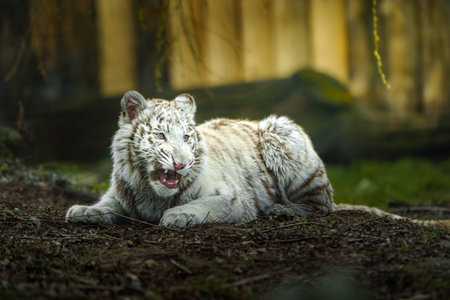 White tiger (Panthera tigris altaica)の写真素材