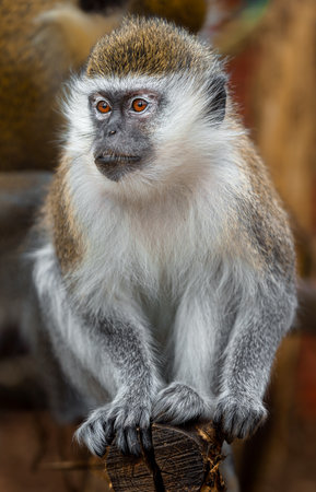 Vervet monkey (Cercopithecus mona)