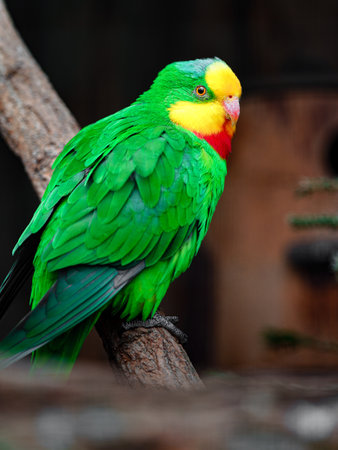 Parrot sitting on a perch in a zoo in Thailand.の写真素材