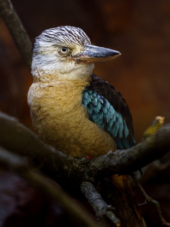 Closeup portrait of a blue-winged kookaburraの写真素材