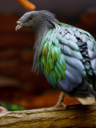 Portrait of a colorful pigeon in a zoo. Close-up.の写真素材