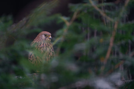 Kestrel (Falco tinnunculus) in the forestの写真素材