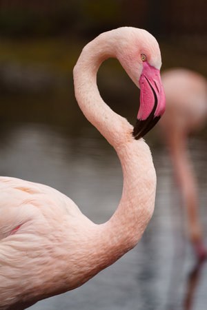 Greater flamingo (Phoenicopterus ruber)の写真素材