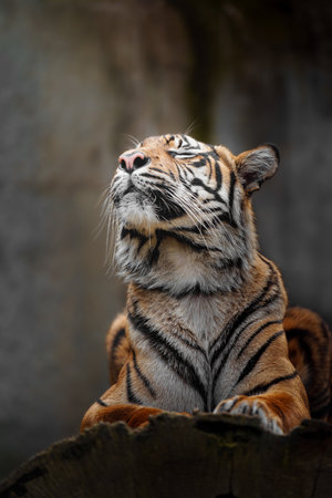 Siberian Tiger, Panthera tigris altaica