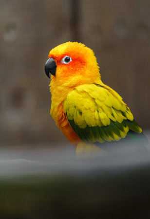 Colorful Sun Conure (Aratinga solstitialis)